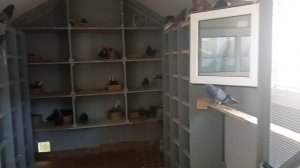 Обзор нового филиала, палевые, светлые, красные николаевские голуби. Олег Костяков.