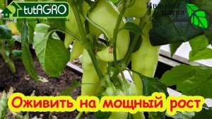 Вот ПОЧЕМУ ПЕРЦЫ НЕ ХОТЯТ РАСТИ, а завязи сохнут и отваливаются. Как оживить перцы на мощный рост.