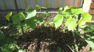 Виноград Зилга