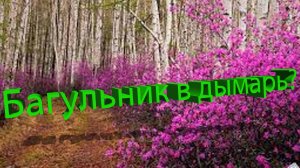 Багульник против клещей: работает ли в дымаре и на рамках? – Профессор Кашковский