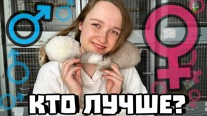 Мальчик или девочка? | Кто из них лучше? | Как определить пол шиншиллы