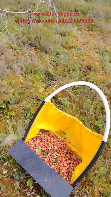 Морошка 2025 смотреть онлайн