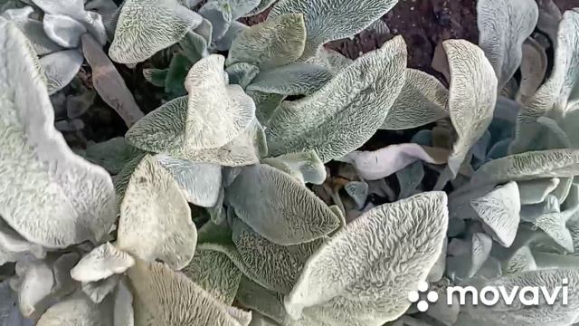 пора почистить "заячьи ушки"(чистец), убираюсь на садовой клумбе/сад/клумба/цветы/цветынадаче/ смотреть онлайн