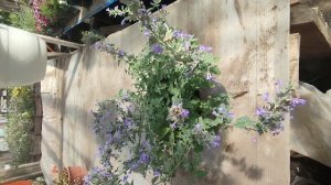 Котовник в горшке! Цветёт и здравствует!