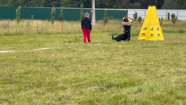 Энума Элиш ГАММА - №21 / КЧК КУРСК 28 июня`25 Е.Никитина Моно немецких овчарок