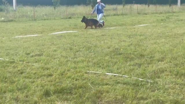 ЮНИОРЫ СУКИ ДШ / КЧК КУРСК 28 июня`25 Е.Никитина Моно немецких овчарок