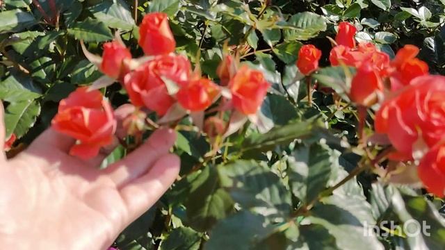 11 июля 2025 мои розы и их цветение смотреть онлайн