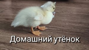 Утенок в доме
