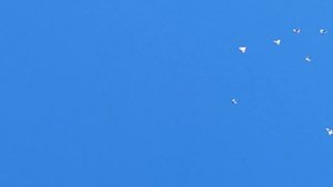 10.07.2025г Вечерний подъем Голубей.