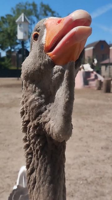 Эти гуси хотят обратить на себя внимание