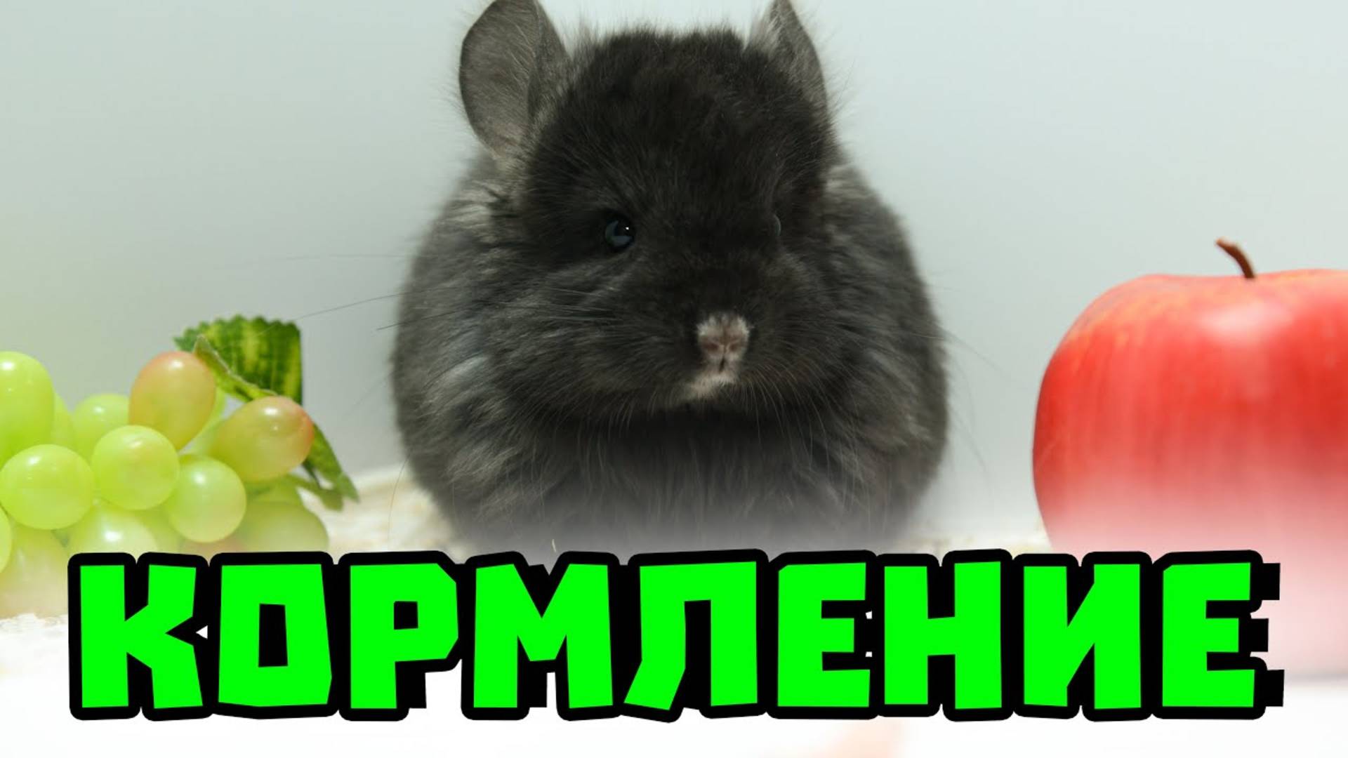 Как кормить шиншиллу? | Что нельзя давать шиншилле? | Добавки для шиншилл смотреть онлайн