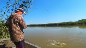 РЫБАЛКА НА ЛЯГУШКУ, ЧЕРВЯ И ЖМЫХ. СОМ И САЗАН, ОБВЕЛИ ВОКРУГ ПАЛЬЦА. Июль в самом низу Волги.