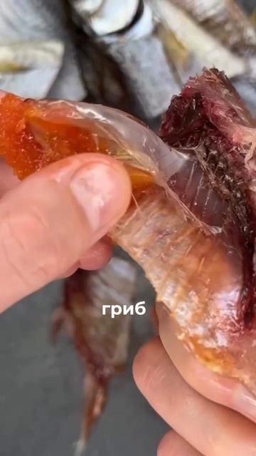 рыбий грипп