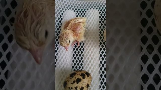 Пополнение техасцев в хозяйстве!))))) Наши перепёлки. смотреть онлайн