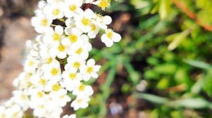 Спирея серая грефшейм. Посадка, почва, полив, подкормка. #video