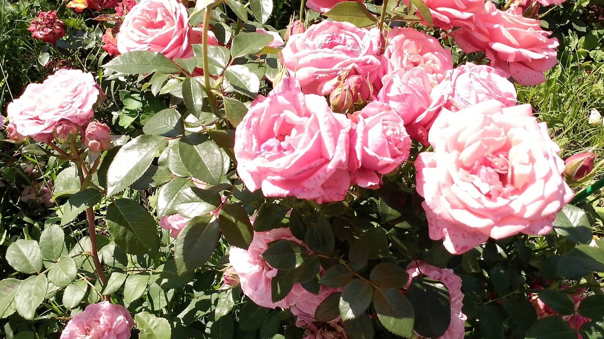 А розы цветут и цветут. смотреть онлайн