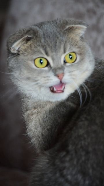 Моня