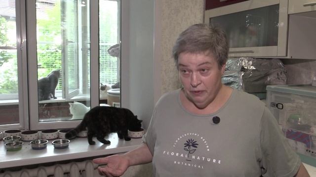 Известия. Владимир: Друзья в доме - 32 кошки под одной крышей