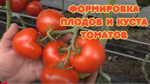 Два листа на томате, которые никогда не нужно удалять. Формировка томата.