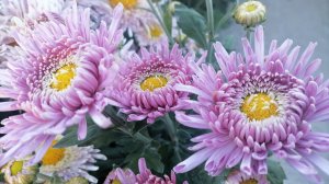 №101 Корейская хризантема БЕЛГ 19-16