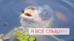 Звуковая прикормка на карпа в автопилотах UNIBOAT