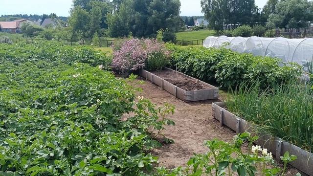 Обзор огорода 12.07.2025 смотреть онлайн