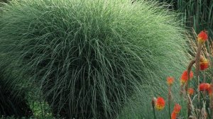 Преображаем пруд! Ландшафтный архитектор про декор пруда на участке. Растения, берега пруда, сад