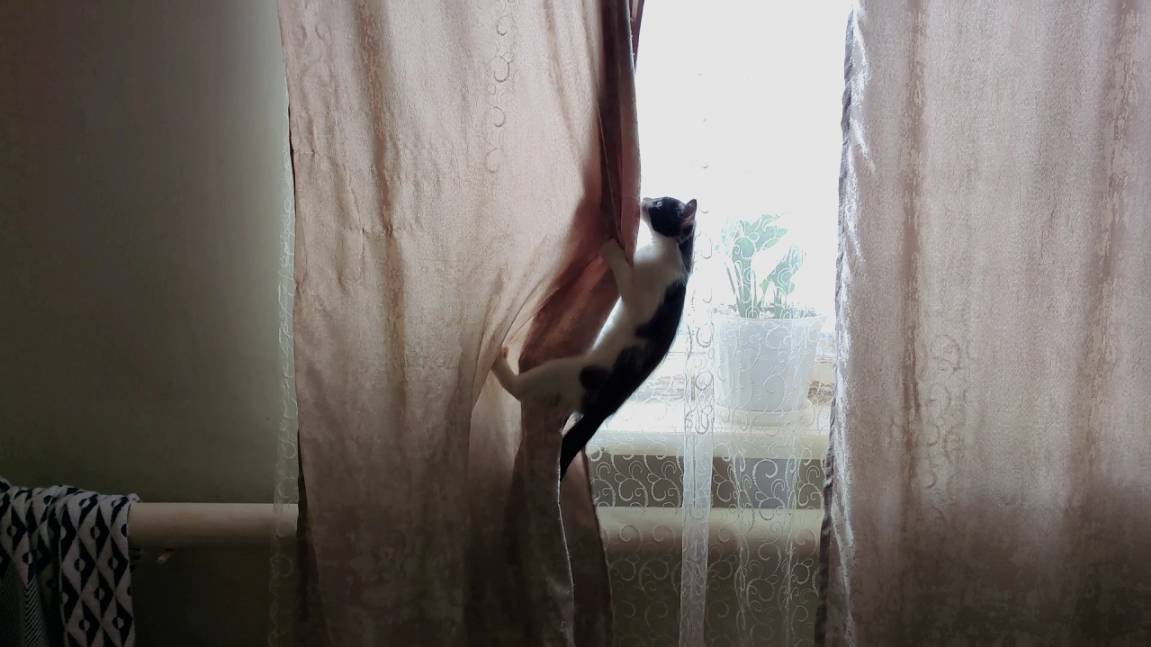 Котёнок-лазальщик. Котёнок лазает везде и всюду. смотреть онлайн