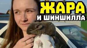 Что делать, если шиншилле жарко? | Оптимальная температура для шиншиллы