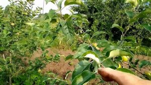 для чего осветляют крону плодовым деревьям.