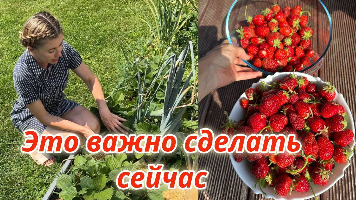 Важный уход за клубникой В ИЮЛЕ после сбора урожая смотреть онлайн