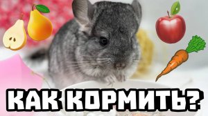 Как правильно кормить шиншиллу? | Про Корма в Зоомагазине