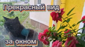 Прекрасный вид за окном 🌹🍇