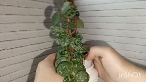 Хойя Матильда сплеш и хойя Партифлора сплеш. Грунт для хой