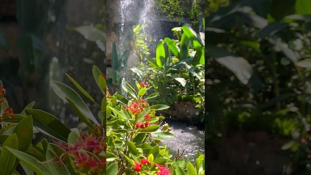 🎥 Дубай: цветочная сказка среди пустыни | Miracle Garden + Парк бабочек