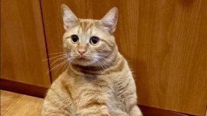 Вкусняшка для Рыжика. Любит Рыжик дыню есть