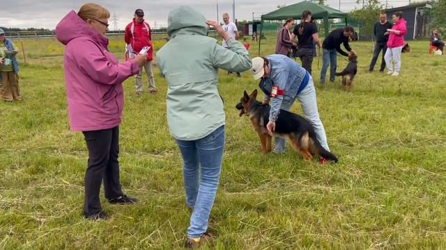 ЩЕНКИ СУКИ / КЧК КУРСК 28 июня`25 Е.Никитина Моно немецких овчарок
