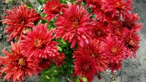 №89 Корейская хризантема ШАПКА МОНОМАХА