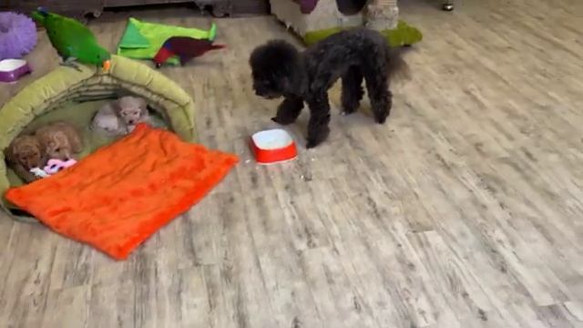 Щенкам дают очень вкусную еду, не то что на кухне.