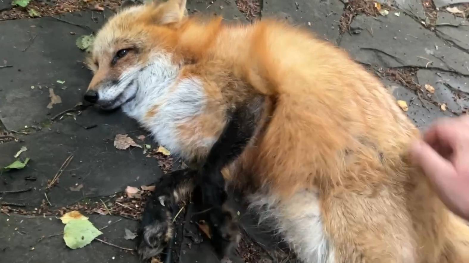 Лиса-Алиса. Процедура чесания лисы смотреть онлайн