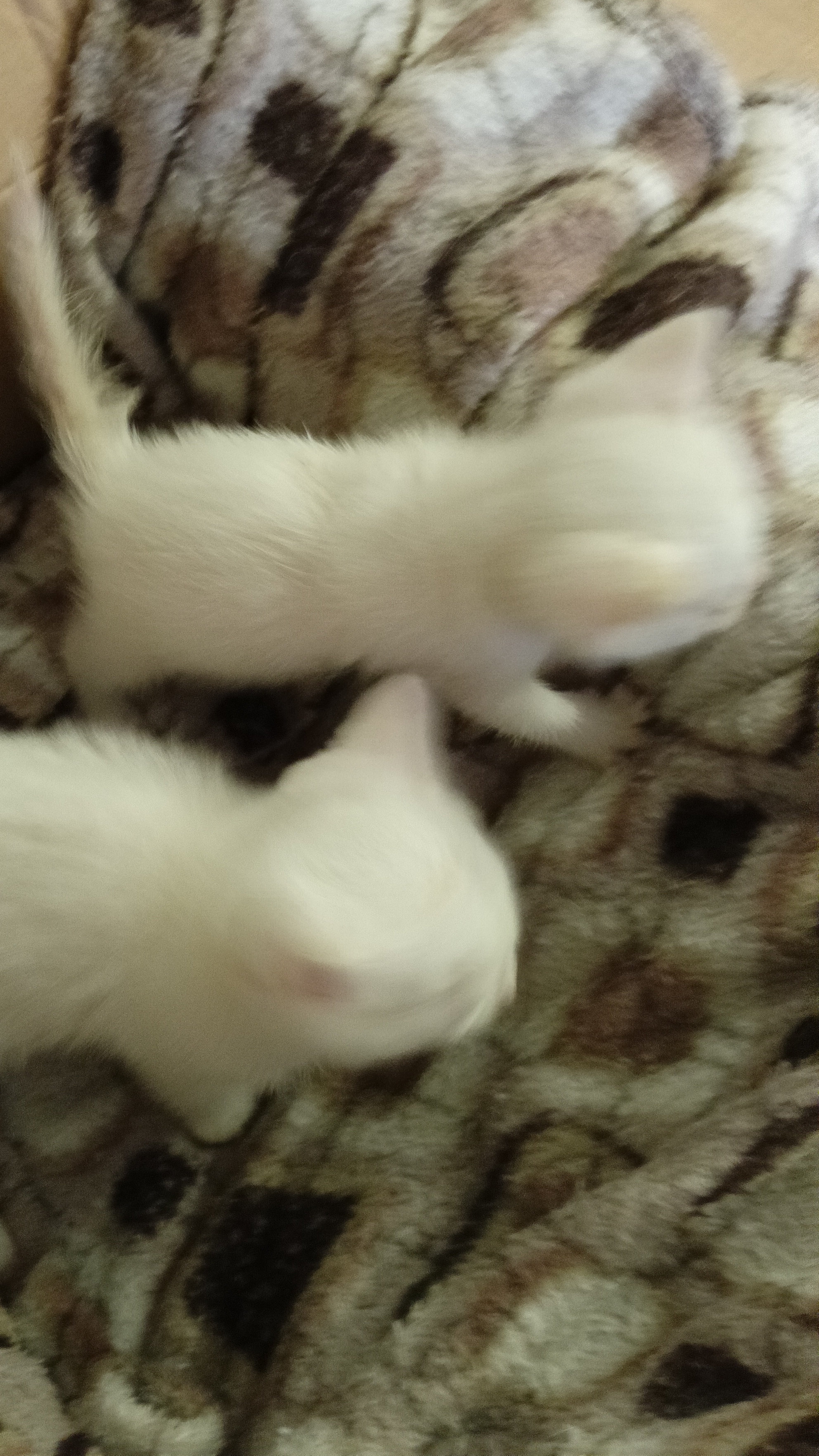 Кошачье теквондо 🐈