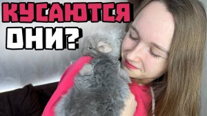 Кусаются ли шиншиллы? | Ручные они или нет?
