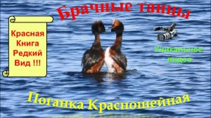 Птицы из Красной Книги. Поганка Красношейная. Молодые и взрослые птицы, голоса птиц