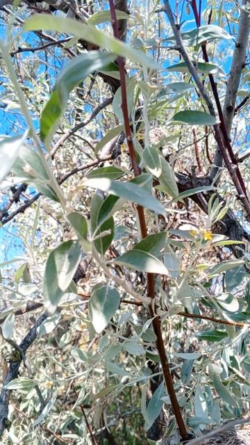 Чернолобый сорокопут. смотреть онлайн