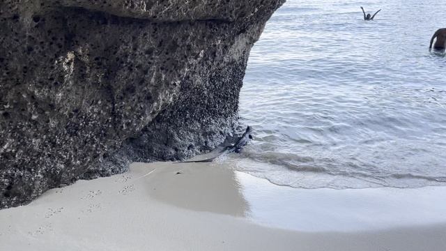 Таиланд. Варан на море