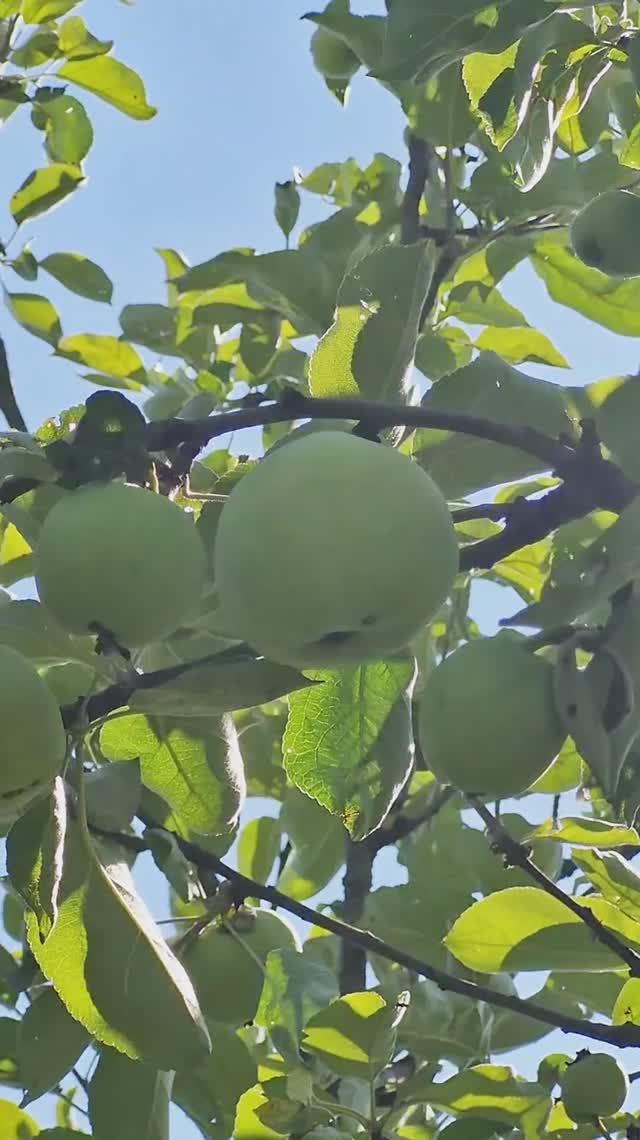 Продается добротный дом для круглогодичного проживания и земельный участок в СНТ «Благовещенье».