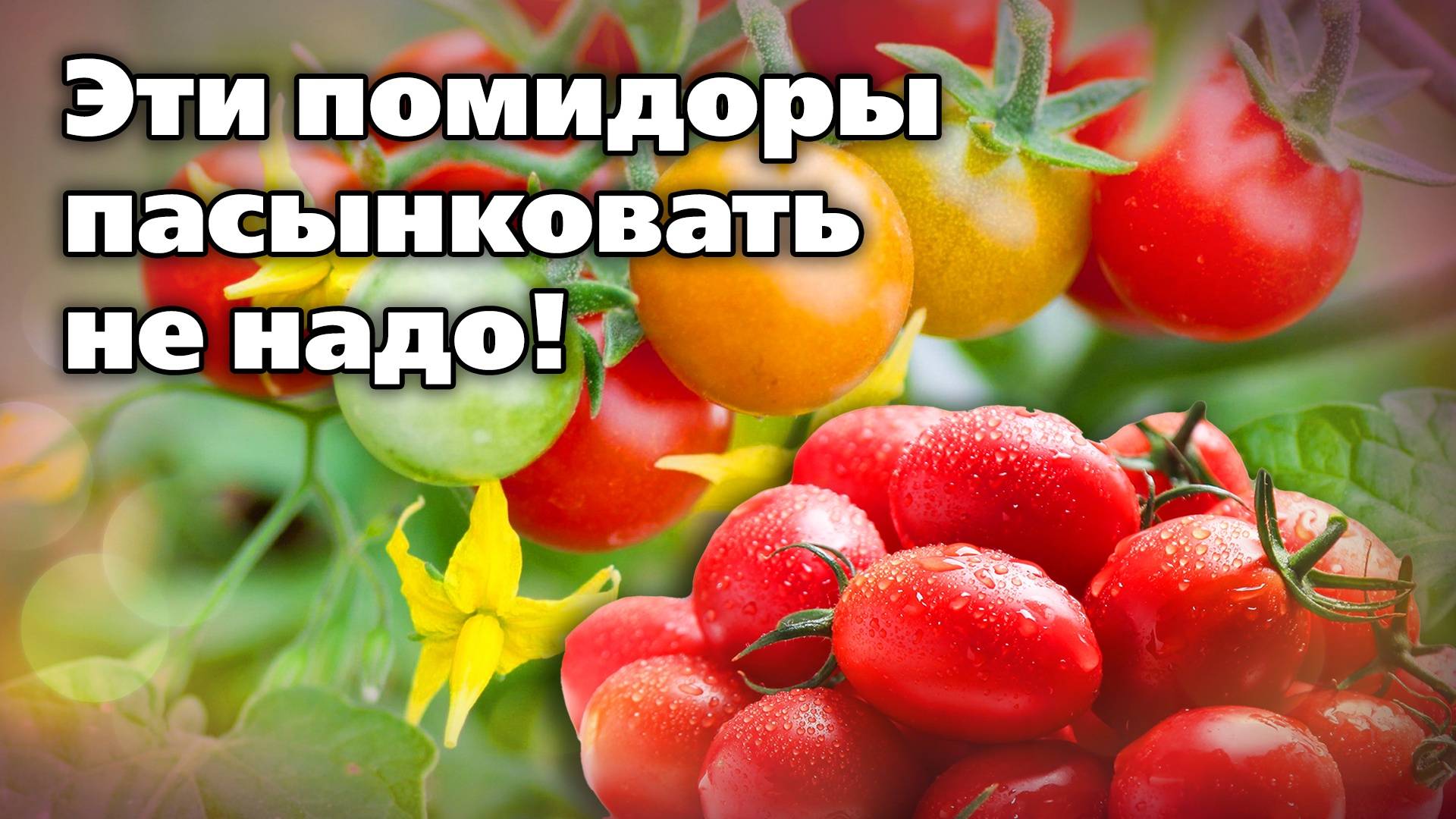 Не пасынкуйте такие помидоры. Потеряете урожай смотреть онлайн