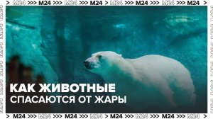 Московский зоопарк показал, как обитатели спасаются от жары — Москва 24