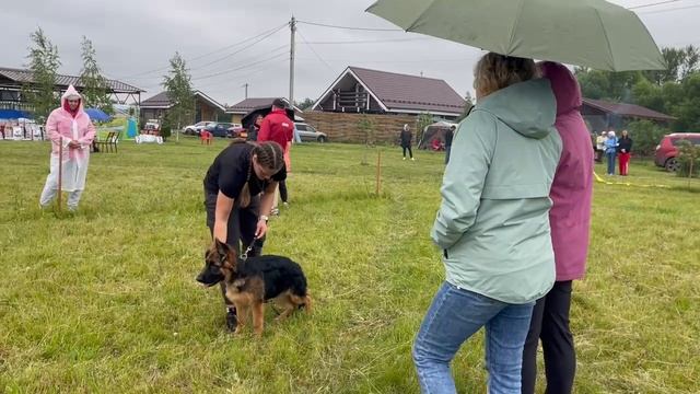 ЩЕНКИ СУКИ / КЧК КУРСК 28 июня`25 Е.Никитина Моно немецких овчарок