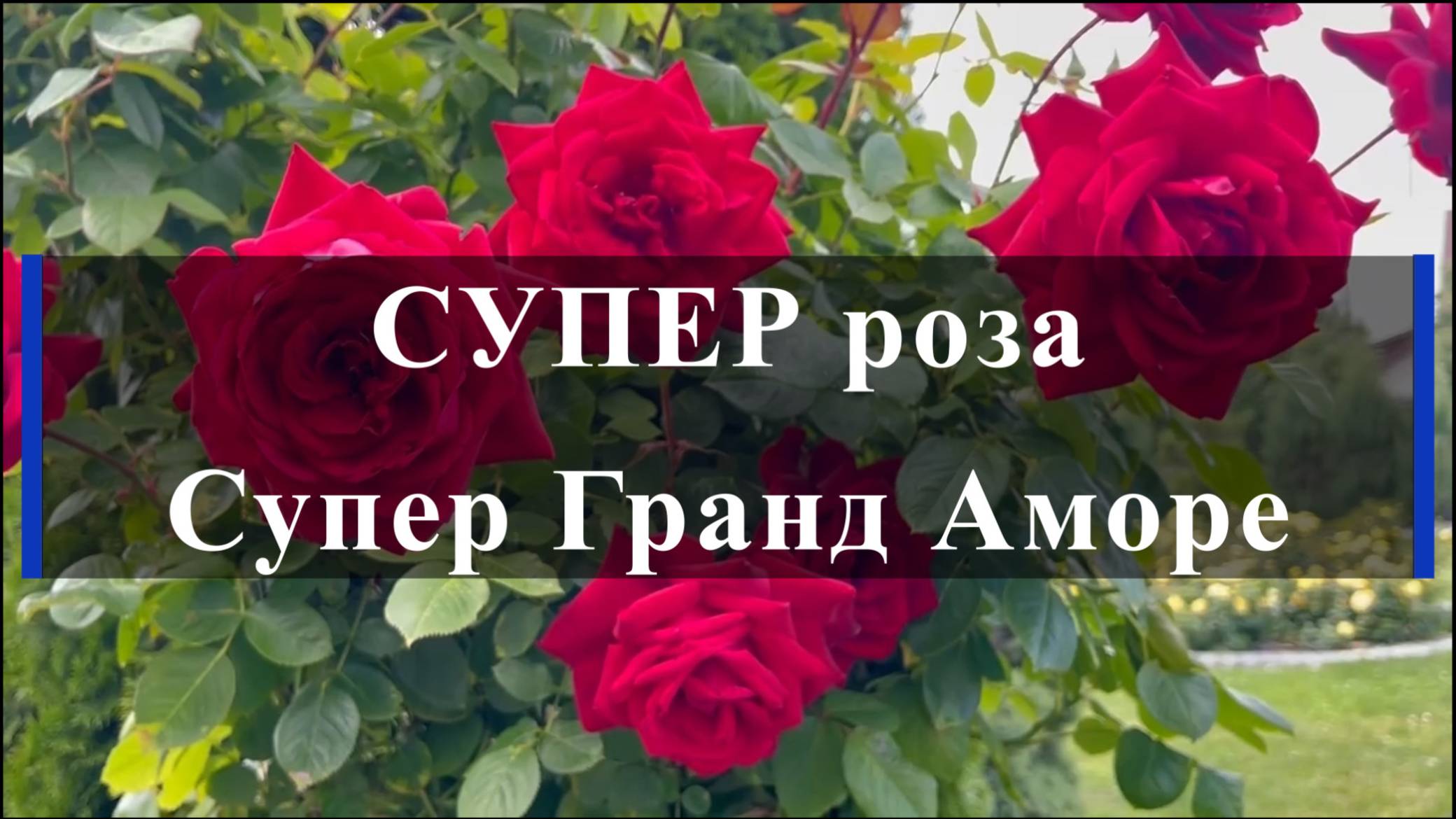 СУПЕР роза Супер Гранд Аморе смотреть онлайн